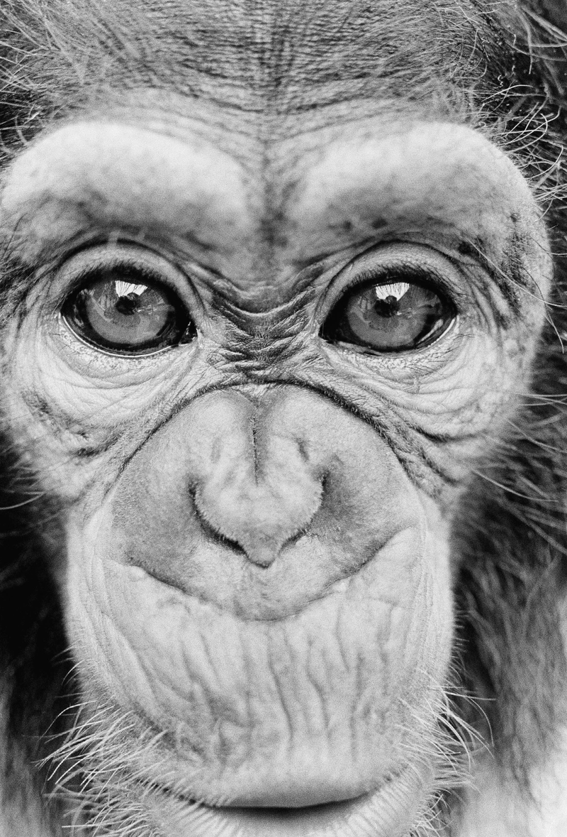 Imagen: retrato de Nim. AP